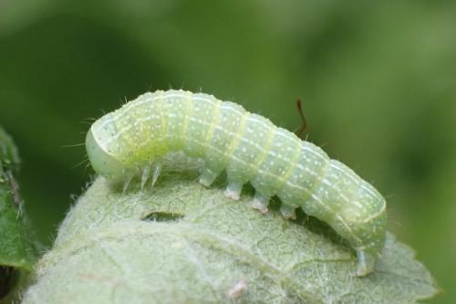 Orthosia cerasi
